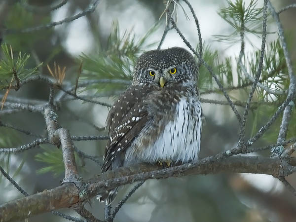 Varpuspöllö, Eurasian Pygmy Owl, Glaucidium passerinum 